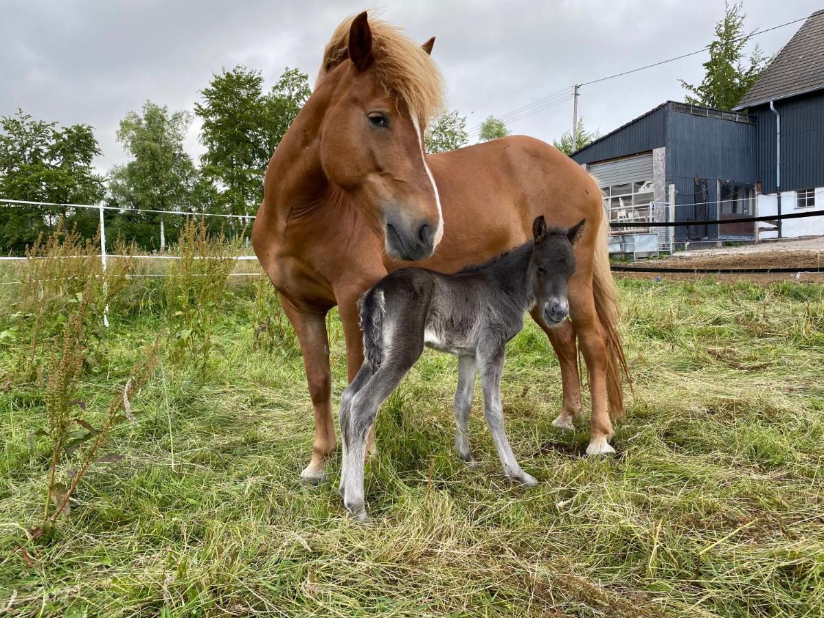 Studio - Grosses Wohn-Schlafzimmer - Dachterrasse - Kamin - Kuche - Hohes Venn - Monschau - Eifel - Hunde Willkommen Beim Hof Vierzehnender Bagian luar foto