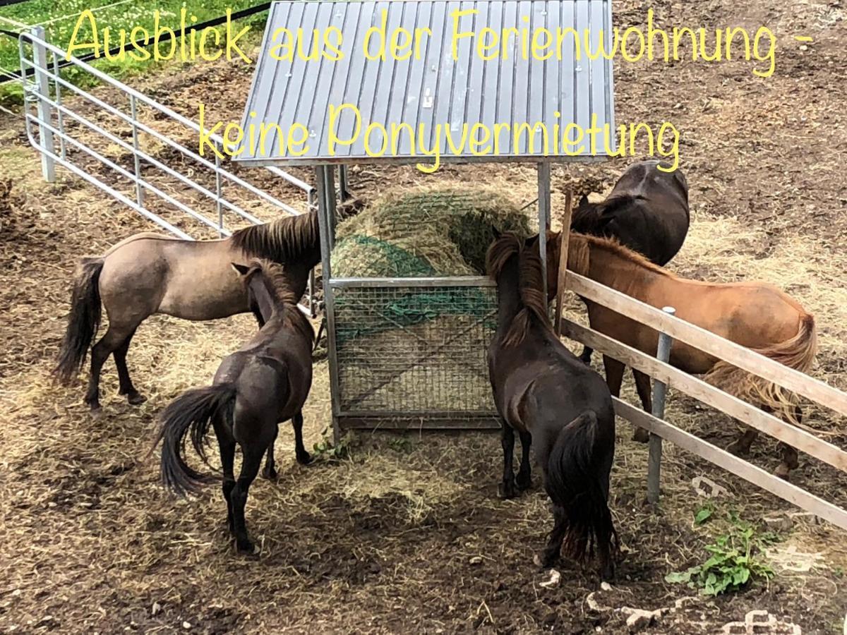 Hof Vierzehnender Im Hohen Venn - 70Qm Fachwerk-Studio - Grosses Wohn-Schlafzimmer Mit Dachterrasse Und Kaminofen - Separate Kueche - Perfekt Fuer Paare - Monschau - Eifel - Hunde Willkommen - Islandpferde Bagian luar foto